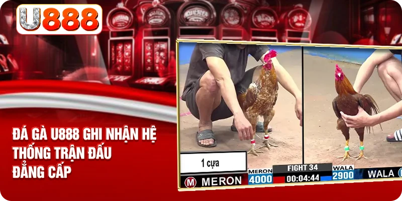 Đá gà U888 ghi nhận hệ thống trận đấu đẳng cấp